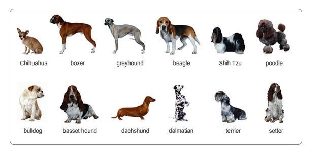 PLEASE HELP 40 POINTS!!! Use the dichotomous key to correctly identify each dog in-example-1