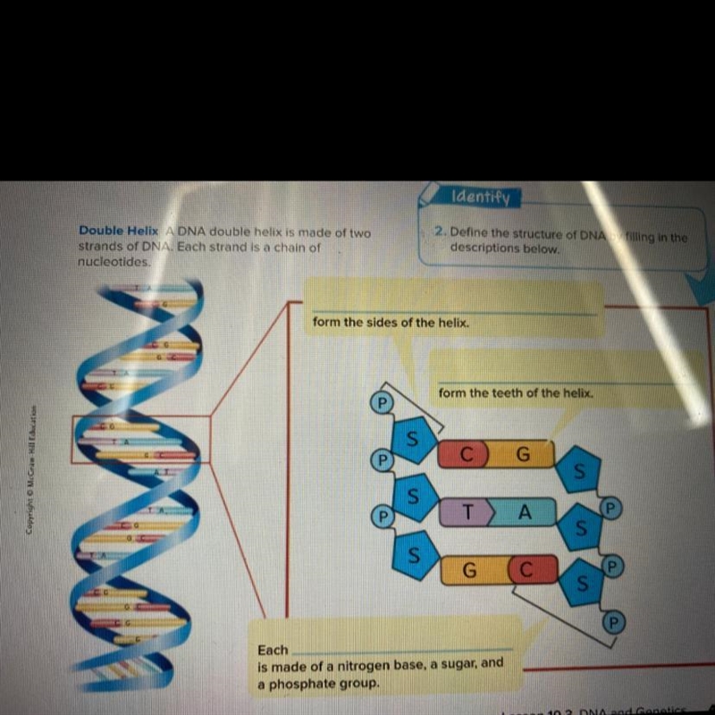 2. Define the structure of DNA by filling in the descriptions below-example-1