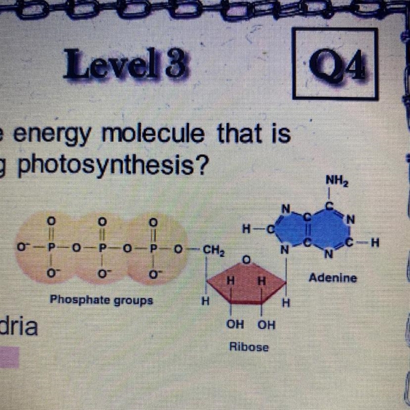 What is the energy molecule that is being used during photosynthesis￼? A. H2O B. NADPH-example-1