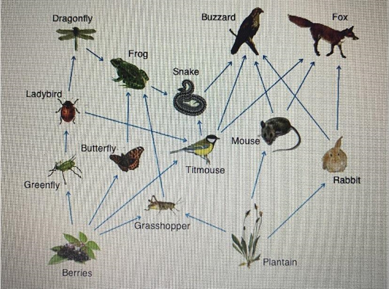 In the food web above, if new species of insect were introduced that fed primarily-example-1