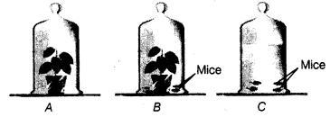 Observe the given figures carefully and answer the following questions.(a) The amount-example-1