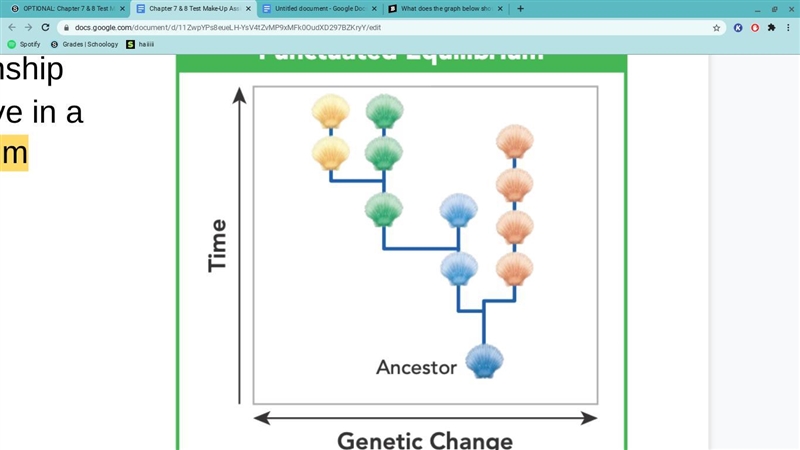 What does the graph below show about the relationship between time and genetic change-example-1