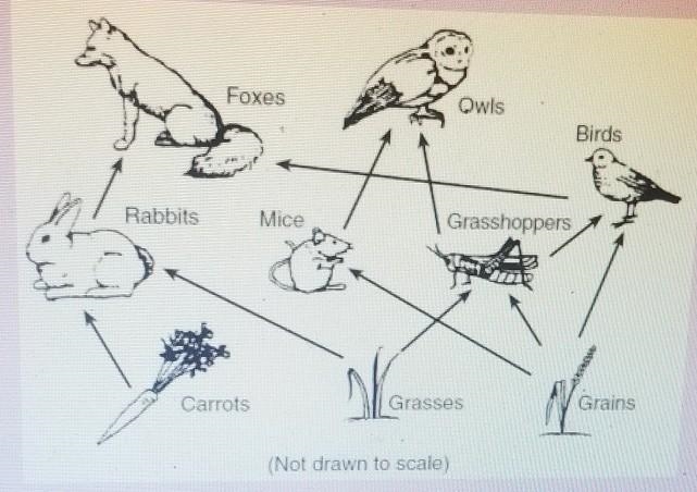 Fill in the chart using the food web pictured. Only use each organism once, and some-example-1