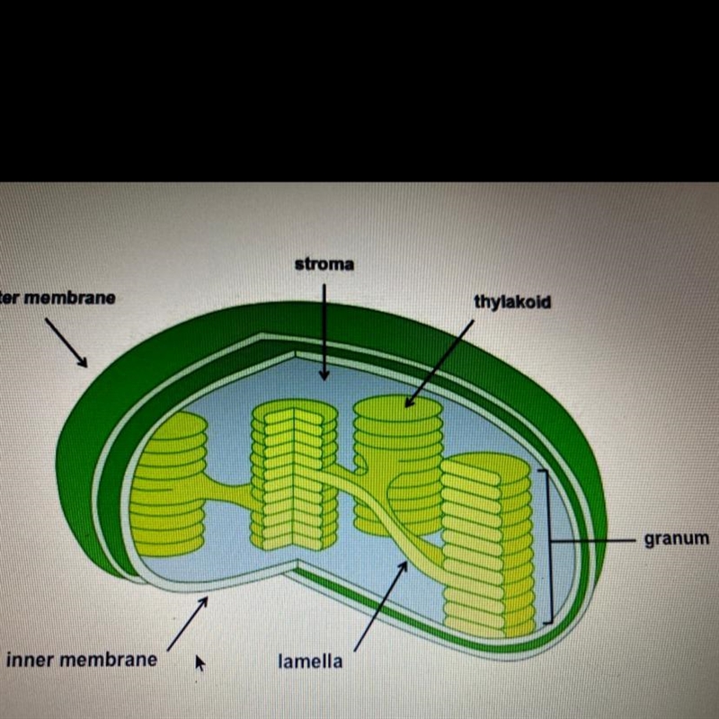 What process takes place in this organelle?-example-1