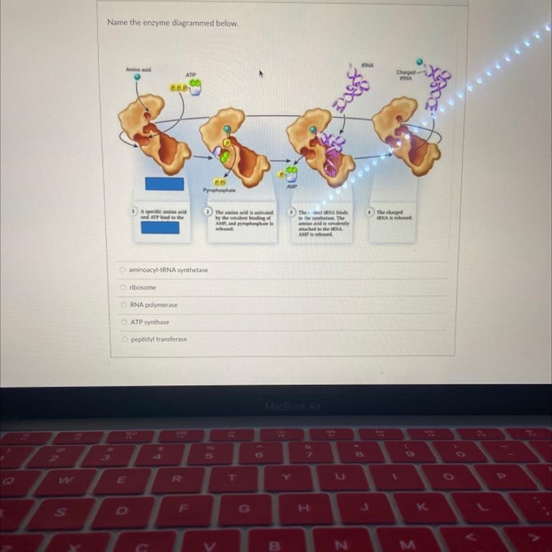 Name the enzyme diagrammed below.-example-1