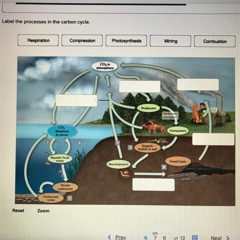 Label the process in the carbon cycle-example-1