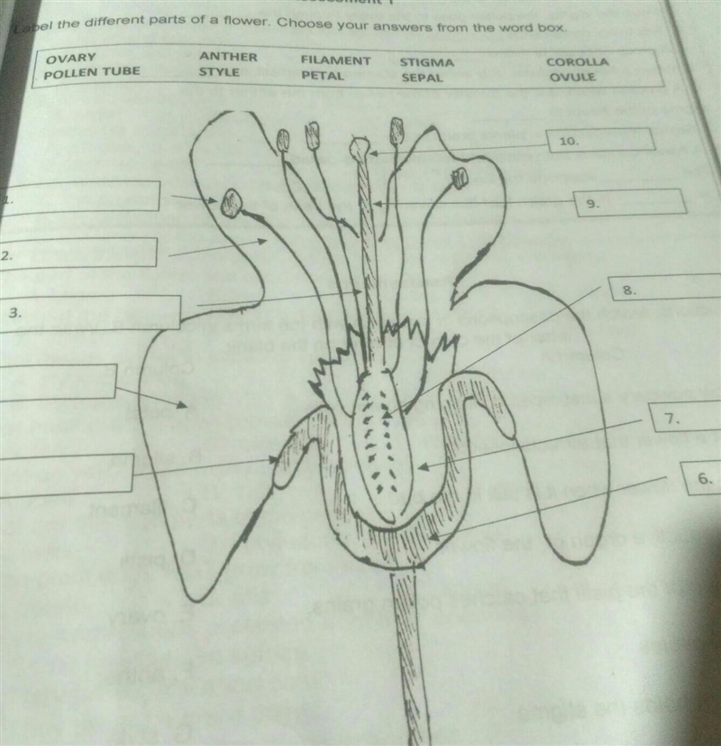 Label the different parts of a flower.Choose your answer from the box.​-example-1