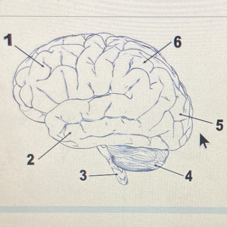 17. Look at "4". This helps you balance, play sports, and pay attention-example-1