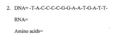 Given is a strand of DNA, fill in the corresponding RNA strand and find which amino-example-1