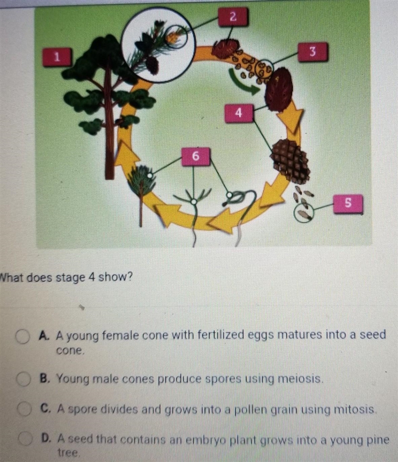 The diagram shows the life cycle of a pine tree.​-example-1