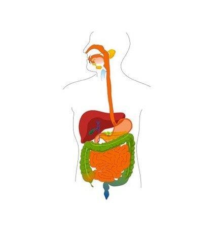 Definition: This organ has many functions, including producing bile and synthesizing-example-1