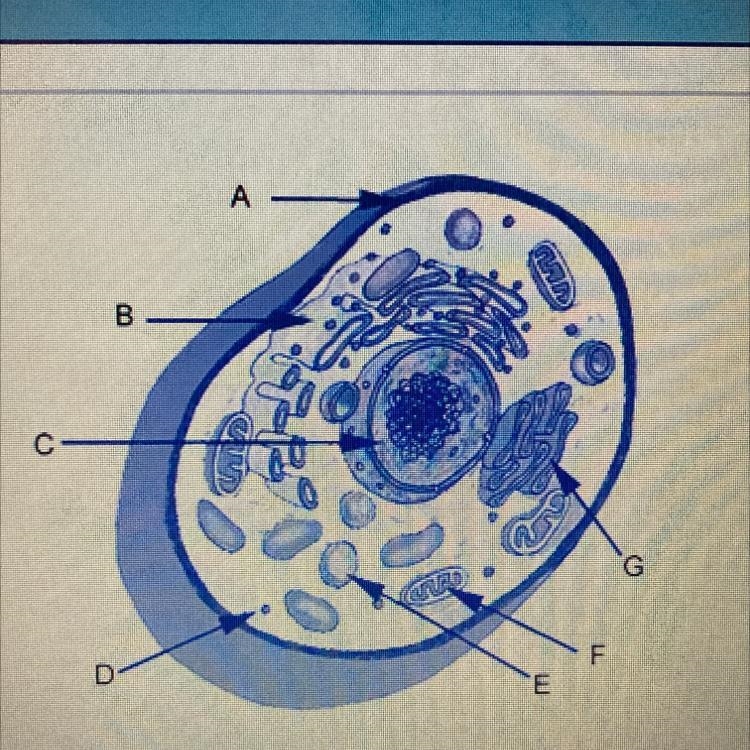 What is the function of the organelle labeled A in the diagram?-example-1