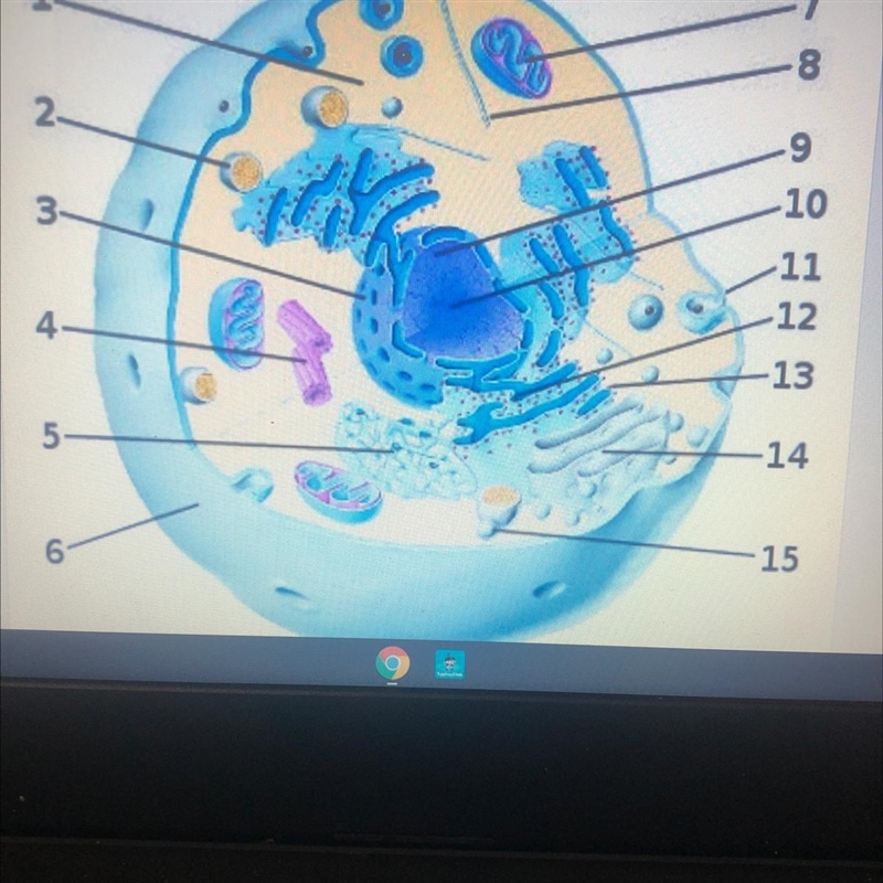 HELP LABEL THE CELL BELOW-example-1