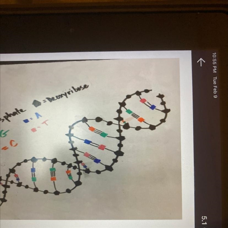 Find 2 mistakes in this DNA strand.-example-1