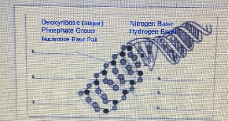 1. Fill in the blanks 2. What is the full name of DNA-example-1