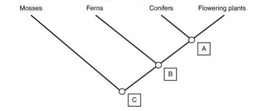 Plz help me its due soon. And no download link plzzzzzzzz Cladograms are diagrams-example-1