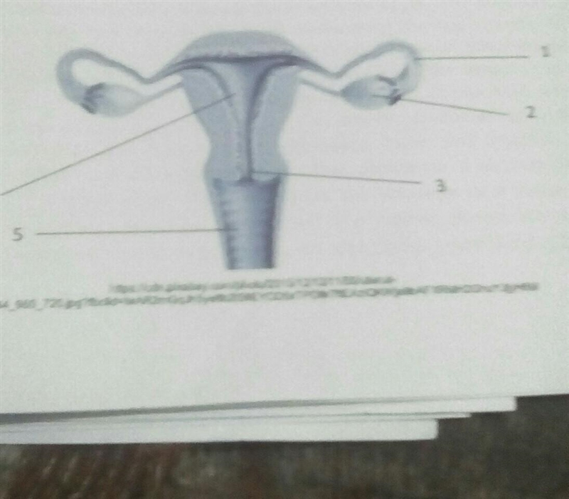 Label the parts of the female reproductive wystem. play help me TnT​-example-1