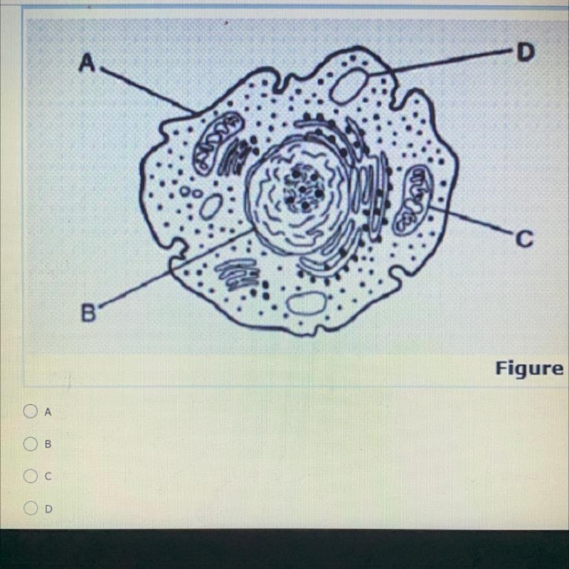 18 Which organelle is responsible for regulating what enters and leaves the cell? (1 Point-example-1