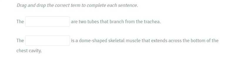 Alveoli bronchioles pharynx bronchi diaphragm larynx Answer and I will give you brainiliest-example-1