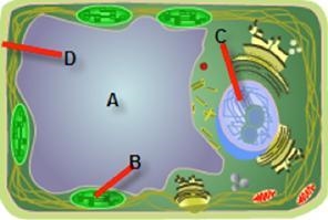 Which of these plant cell structures is also found in a prokaryote? A B C D-example-1