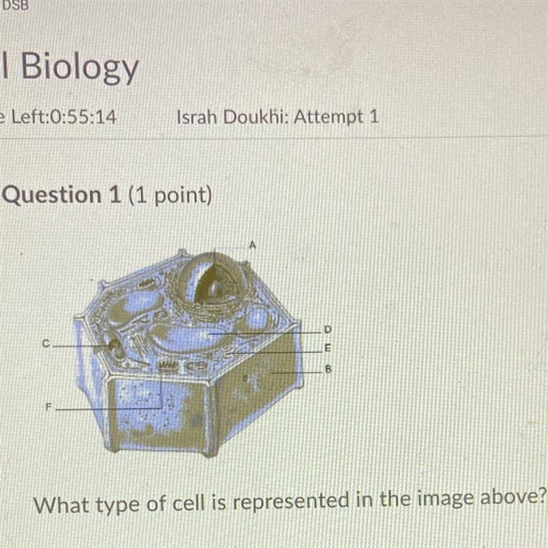 Option : Bacteriacial cell Plant cell Animal cell All of these are correct answer-example-1