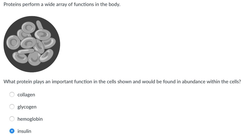 What protein plays an important function in the cells shown and would be found in-example-1