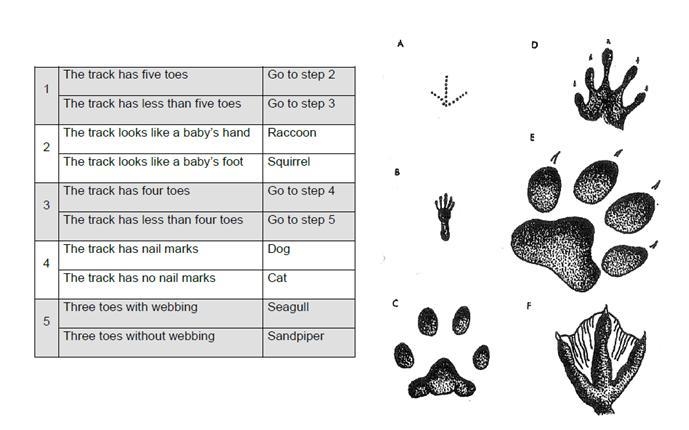 Explain how to read or use this dichotomous key to name the organism.-example-1