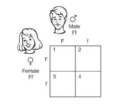 For a particular trait, the allele F is dominant over the allele f. The Punnett square-example-1