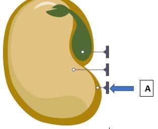 This part of the seed is used to protect the growing embryo and keep the seed from-example-1