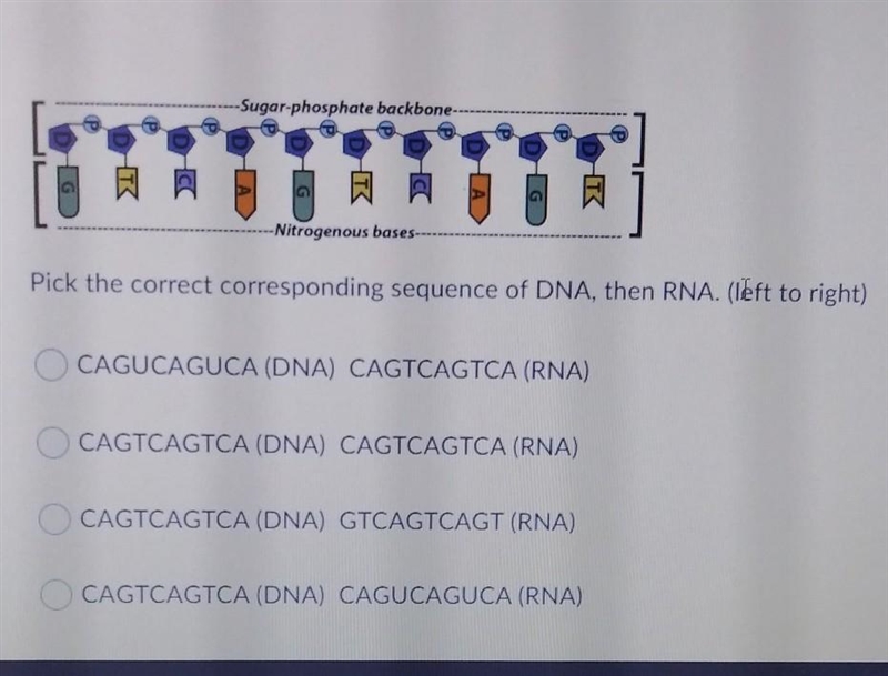 I NEED HELP! --Sugar-phosphate backbone-- -Nitrogenous bases-- Pick the correct corresponding-example-1