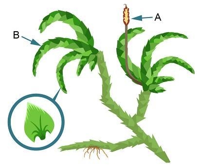 A group of students was examining the moss Pterogonium gracile. Diagram of a pterogonium-example-1