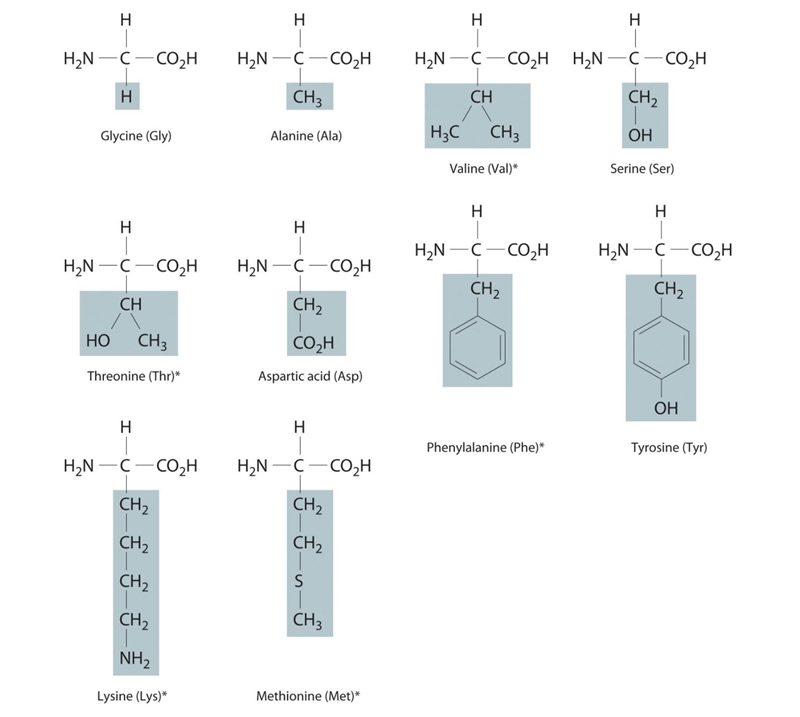 If a mutation in the DNA resulted in changing a critical amino acid from valine (with-example-1