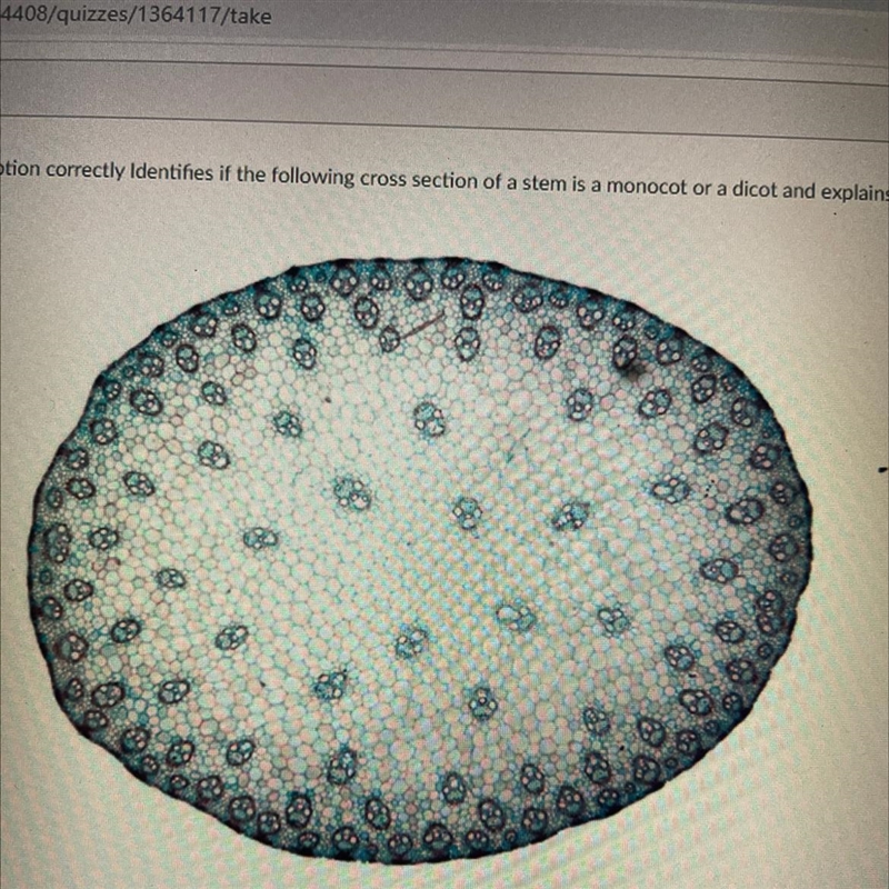 Select which option correctly Identifies if the following cross section of a stem-example-1