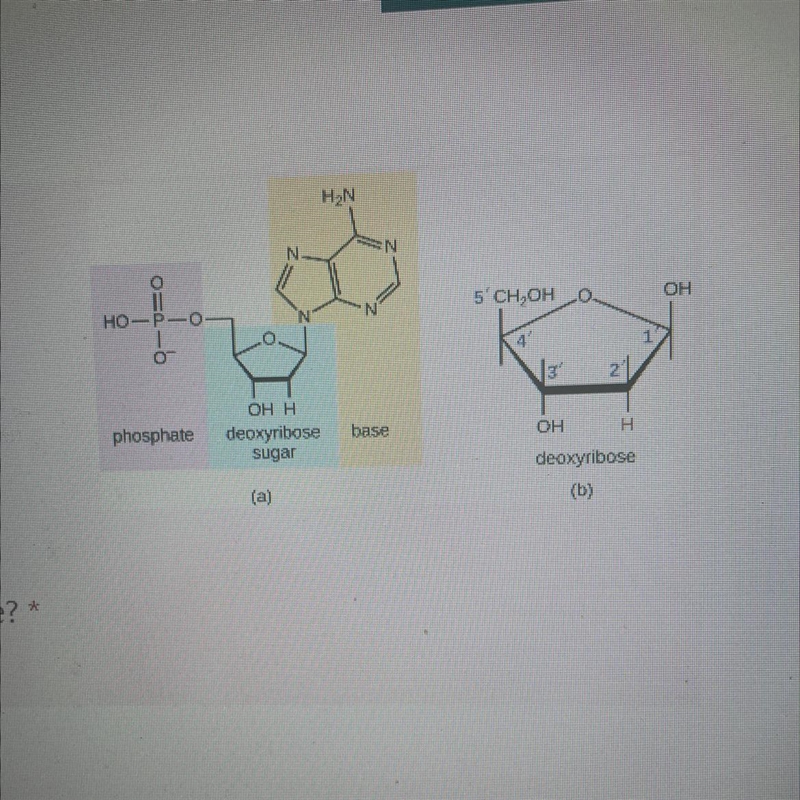 DNA and RNA are made of what 3 part structure? 1)nucleotide 2)codon 3)amino acid 4)nucleic-example-1