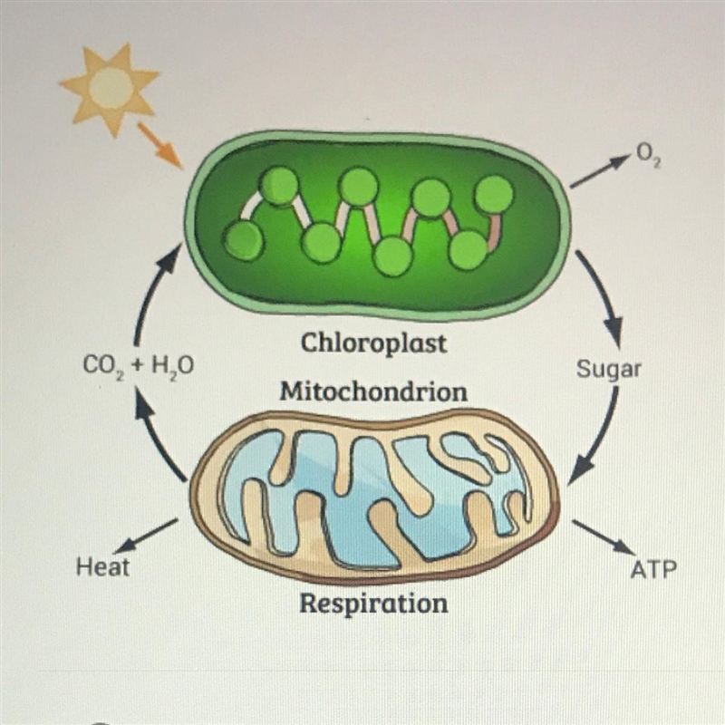 Which organism is likely to carry out the process shown in the diagram?-example-1