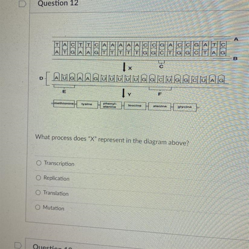 What process does “X” represent in the diagram above? Transcription Replication Translation-example-1