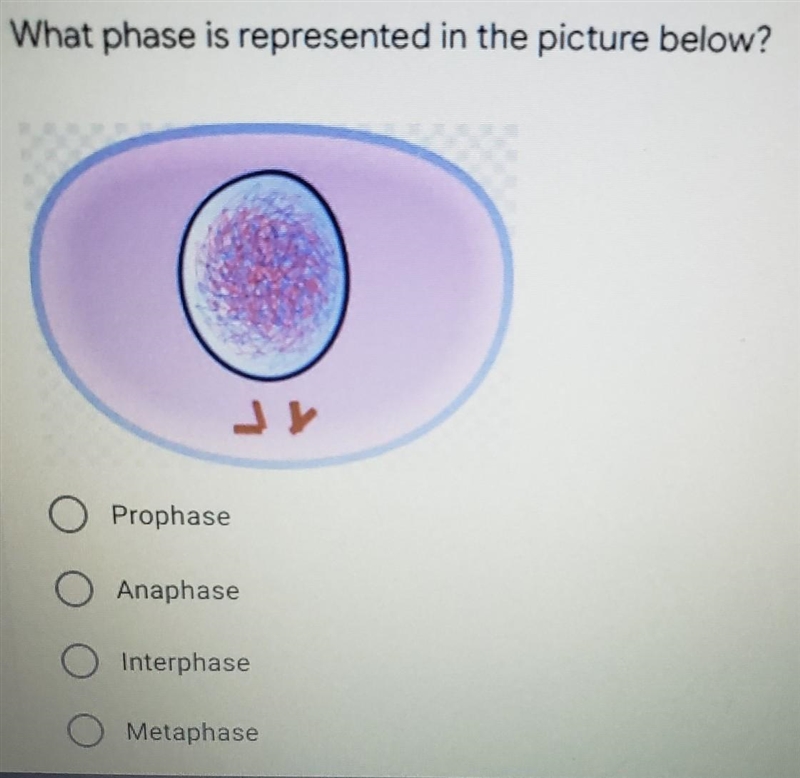 What phase is represented in the picture below? ​-example-1