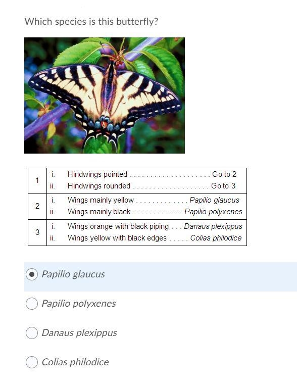 Help pls Which species is this butterfly? ----------------------------------------------------- Papilio-example-1