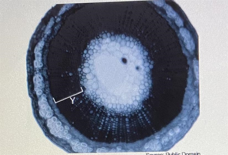 PLEASE HURRYY!! The picture shows a cross section of a plant's stem viewed through-example-1