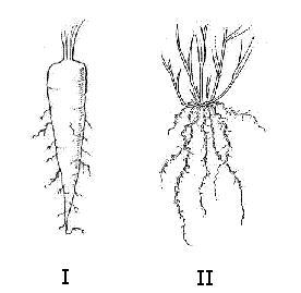 Help pls❗❗❗❗❗❗❗❗❗❗❗❗❗❗ The pictures below show the roots of two different kinds of-example-1