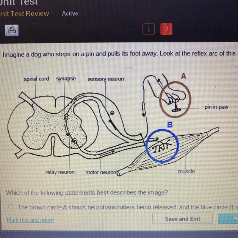 Imagine a dog steps on a pin and pulls its foot away. Look at the reflex arc of this-example-1