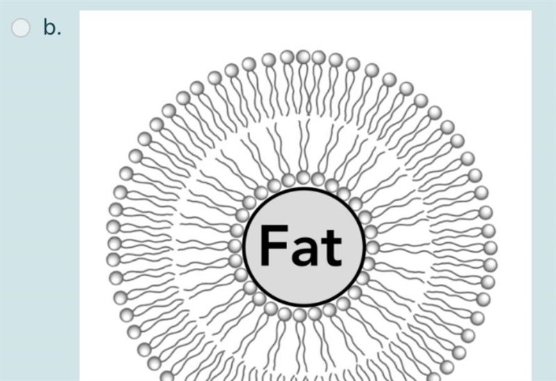 Question10 Bile acids are important compounds secreted by your liver to aid in digestion-example-2