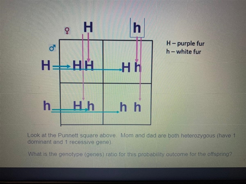 What is the genotype (genes) ratio for this probability outcome for the offspring-example-1