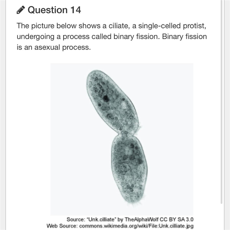 Which statement is correct about binary fission? A It is a mitotic process. B It is-example-1