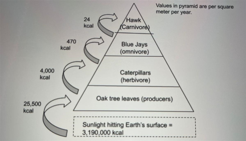 based on the living things in the pyramid, tell me what examples would fit into these-example-1