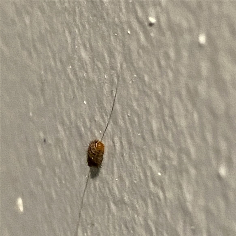 WHAT IS THIS BUG I FOUND IT ON THE WALL-example-1