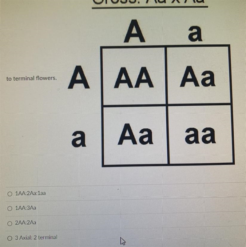 Analyze the Punnett square below and determine the the genotypic ratio. Axial flowers-example-1