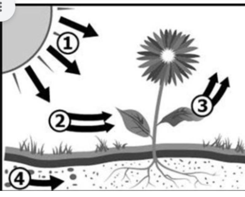 What is this diagram representing? [A] Plant reproduction [B] Photosynthesis [C] Cellular-example-1