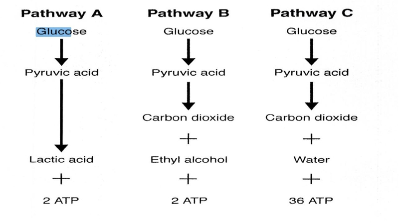 Based on the figure above, _________ATP molecules are formed by fermentation. a. 2 c-example-1