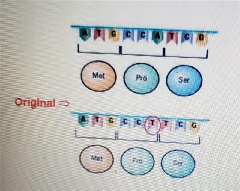 Find the type of mutation Substitution, Insertion, Deletion? Did the mutation change-example-1